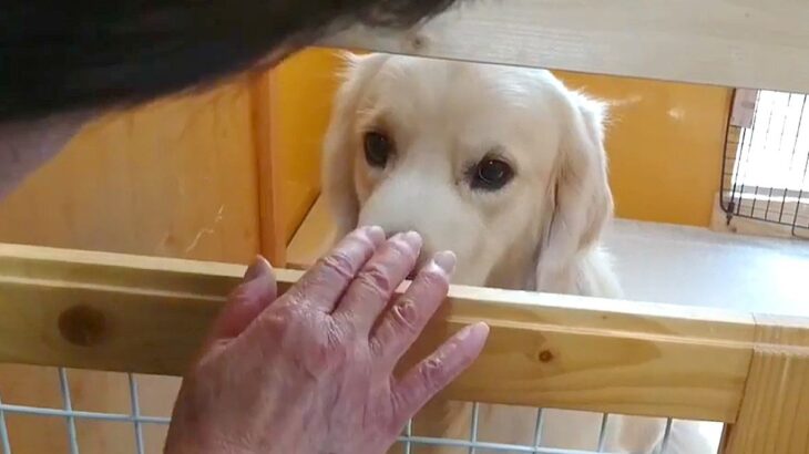 おばあちゃんのことが苦手な大型犬→諦めずに愛情を注ぎ続けた結果…心を開いて見せた『態度の変化』に感動「優しさが伝わった」「いい笑顔」(ブログ)