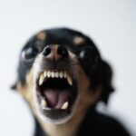 人を『信用していない』犬が見せる行動5選　信頼関係を築くために飼い主がすべきことまで(ブログ)