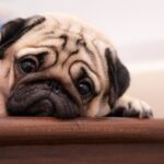 犬に『ストレスを与える状況』4つ　絶対見逃してはいけない苦痛を感じているサインとは？(ブログ)