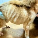 骨が浮き出たガリガリの犬→飼い主からは『死んじゃってもいい』と言われ…衝撃的な物語が27万再生「辛かったね」「涙が出てくる…」現在の姿も(ブログ)