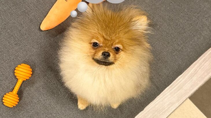 ふわふわで赤ちゃんのように可愛い犬→血統書で判明した『衝撃の本名』が6000万表示の大反響「不意打ちすぎて笑った」「可愛いｗｗ」と爆笑(ブログ)