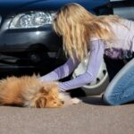 犬が『交通事故』に遭ってしまったら…二次被害を防ぐための適切な手順まで(ブログ)