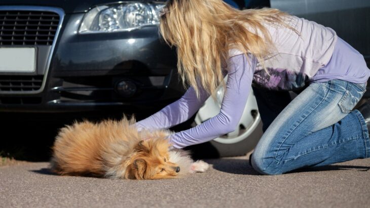 犬が『交通事故』に遭ってしまったら…二次被害を防ぐための適切な手順まで(ブログ)