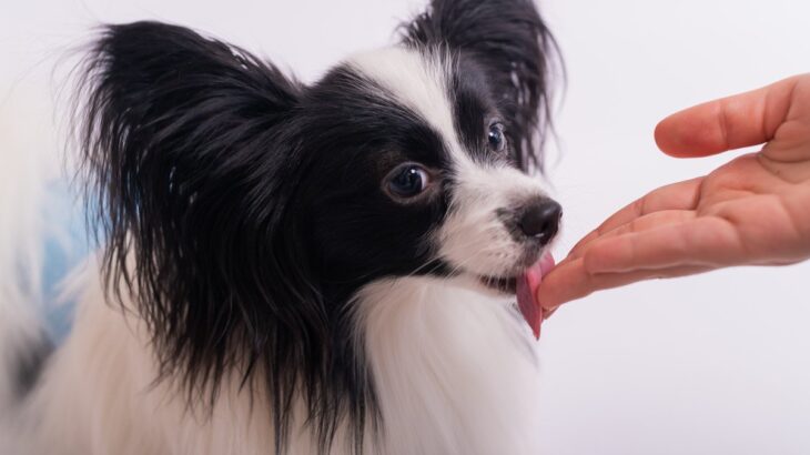 犬が『飼い主の手を舐める』心理4選　やめさせた方がいいの？しつこい場合の対処法まで(ブログ)