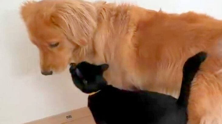 猫に遊びに誘われた大型犬→嬉しさが隠しきれなくて…思わずニヤけてしまう『尊い光景』が96万表示「幸せ伝わってくる」「可愛すぎ」と悶絶(ブログ)