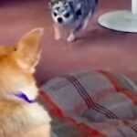 姉に『1万円を貸した』結果→ダラダラしていたら『犬』が近づいてきて…思わず吹き出す『衝撃の返金方法』が252万再生「優秀ｗ」「プロで草」(ブログ)