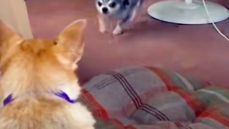 姉に『1万円を貸した』結果→ダラダラしていたら『犬』が近づいてきて…思わず吹き出す『衝撃の返金方法』が252万再生「優秀ｗ」「プロで草」(ブログ)