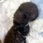 ダンボールに入った『生まれたばかりの子猫』→気になりすぎてしまった犬が…思わず笑う光景が7万表示「どっちも可愛い」「見守り隊に任命！」(ブログ)