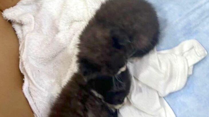 ダンボールに入った『生まれたばかりの子猫』→気になりすぎてしまった犬が…思わず笑う光景が7万表示「どっちも可愛い」「見守り隊に任命！」(ブログ)