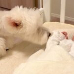 生まれたばかりの赤ちゃんと初対面した３匹の犬→心配していたら…あまりにも尊い『意外な反応』に反響「幸せな空間」「優しい姿にほっこり」(ブログ)