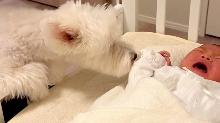 生まれたばかりの赤ちゃんと初対面した３匹の犬→心配していたら…あまりにも尊い『意外な反応』に反響「幸せな空間」「優しい姿にほっこり」(ブログ)