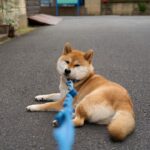 犬が『お散歩から帰りたくない』と言っているサイン4つ　愛犬のワガママ行動や対処法まで(ブログ)