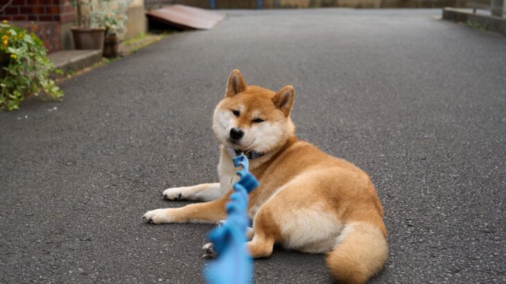犬が『お散歩から帰りたくない』と言っているサイン4つ　愛犬のワガママ行動や対処法まで(ブログ)