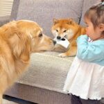 1歳の女の子が『犬に靴下を取られてしまった』結果→見かねた大型犬が…人間のような行動が17万再生「なんて優しい子」「可愛いが渋滞中」(ブログ)