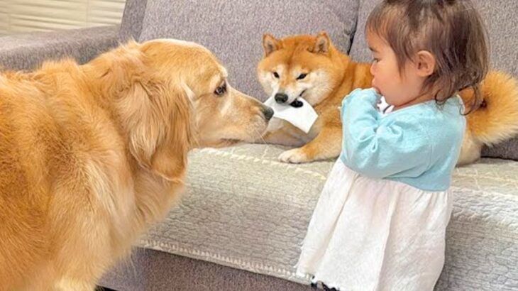 1歳の女の子が『犬に靴下を取られてしまった』結果→見かねた大型犬が…人間のような行動が17万再生「なんて優しい子」「可愛いが渋滞中」(ブログ)