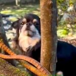 庭で遊んでいる犬が『2日ぶりのお姉ちゃんの帰宅』に気付いた瞬間…喜びに溢れた『熱烈歓迎』が14万再生「可愛すぎ悶えた」「シッポブンブン」(ブログ)