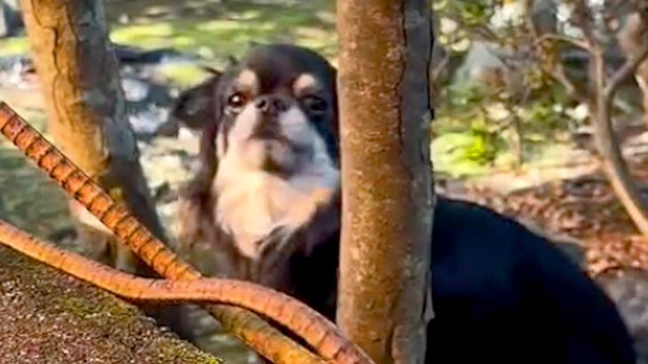 庭で遊んでいる犬が『2日ぶりのお姉ちゃんの帰宅』に気付いた瞬間…喜びに溢れた『熱烈歓迎』が14万再生「可愛すぎ悶えた」「シッポブンブン」(ブログ)