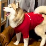 大型犬に服を着せてお留守番させた結果→帰宅後に…想定外だった『衝撃的な光景』に爆笑「ダメージ加工ｗｗ」「攻めすぎたファッションで草」(ブログ)