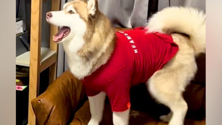 大型犬に服を着せてお留守番させた結果→帰宅後に…想定外だった『衝撃的な光景』に爆笑「ダメージ加工ｗｗ」「攻めすぎたファッションで草」(ブログ)