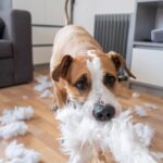 犬が『ワガママ』を言っているサイン５選　自己中心的な性格に育ってしまう原因とは？(ブログ)