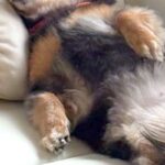 『おっさんに見えた』寝具の使い方を熟知している犬→思った以上に『人間のような光景』が29万表示「背中にファスナーあるでしょｗ」と爆笑の声(ブログ)