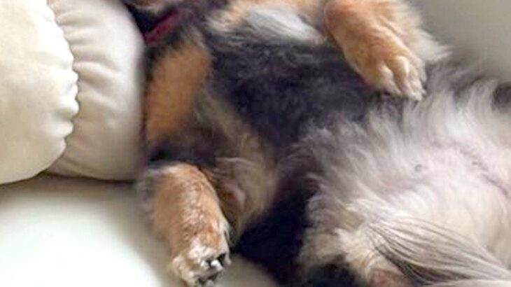 『おっさんに見えた』寝具の使い方を熟知している犬→思った以上に『人間のような光景』が29万表示「背中にファスナーあるでしょｗ」と爆笑の声(ブログ)