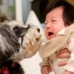 2匹の犬が『赤ちゃんを初めて会った』結果→ご挨拶の後も見守ってくれて…まるで本当のお姉さんのような光景に感動「尊い…」「素敵な家族」(ブログ)
