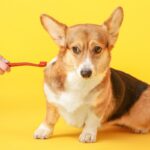 飼い主が『犬に嘘をつく』とどうなるの？考えられるデメリットや愛犬に与える悪影響まで(ブログ)