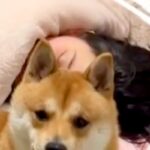 熱を出してしまった娘→様子を見に部屋まで行くと、犬がいて…まるで保護者のように『見守る光景』が19万再生「最高のボディガード」と称賛(ブログ)
