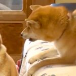 しつこく遊びに誘われる犬→至近距離でアピールされ続けた結果…わかりやすすぎる『ブチギレ顔』に爆笑「めっちゃ嫌そうで草」「耐えてるｗｗ」(ブログ)