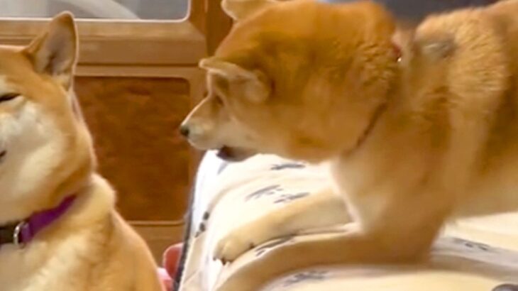 しつこく遊びに誘われる犬→至近距離でアピールされ続けた結果…わかりやすすぎる『ブチギレ顔』に爆笑「めっちゃ嫌そうで草」「耐えてるｗｗ」(ブログ)