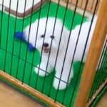 ケースに入らないほど成長し『売れずにいた犬』→店員に『里親を探す』と言われ…感動的な『7年後の光景』が63万再生「ご縁だ」「幸せそう」(ブログ)