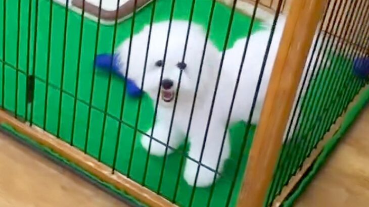 ケースに入らないほど成長し『売れずにいた犬』→店員に『里親を探す』と言われ…感動的な『7年後の光景』が63万再生「ご縁だ」「幸せそう」(ブログ)