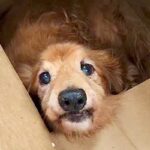 ダンボールに入っていた『ボロボロの犬』を保護→飼われていたとは思えない状態で…涙が止まらない光景が103万再生「幸せに」「出会いに感謝」(ブログ)
