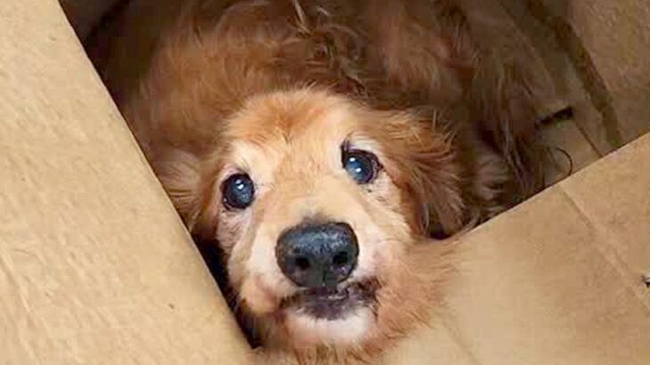 ダンボールに入っていた『ボロボロの犬』を保護→飼われていたとは思えない状態で…涙が止まらない光景が103万再生「幸せに」「出会いに感謝」(ブログ)