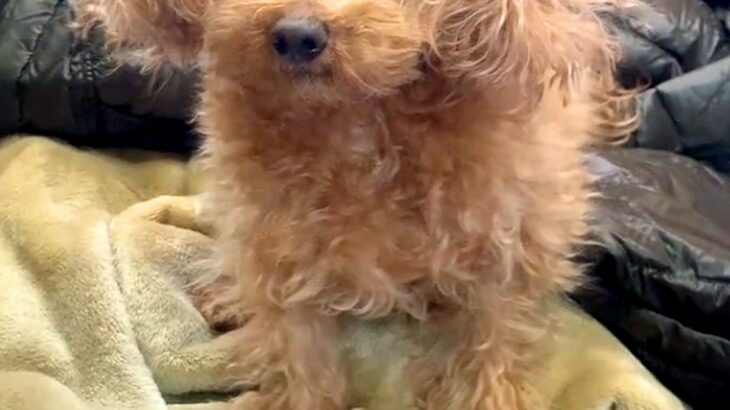 モフモフな15歳の老犬→乾燥する時期になると…思わず笑ってしまう『まさかの髪型』が16万再生「神々しいｗｗ」「ケサランパサラン犬」と爆笑(ブログ)