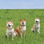 犬を多頭飼いする『メリット・デメリット』とは？相性の良し悪しを測る方法はあるの？(ブログ)