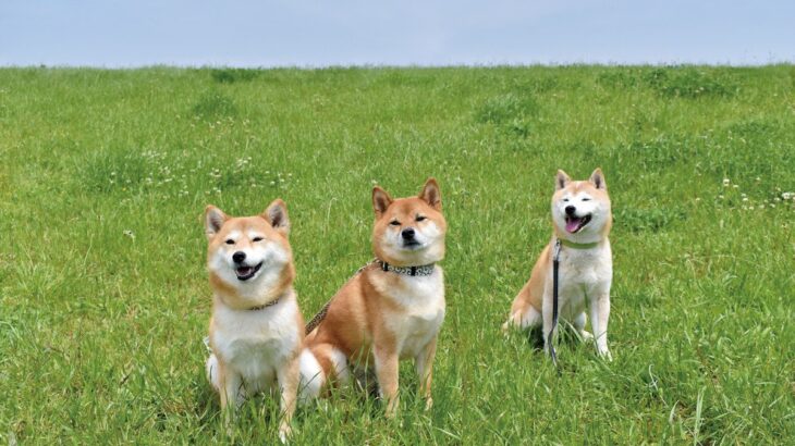 犬を多頭飼いする『メリット・デメリット』とは？相性の良し悪しを測る方法はあるの？(ブログ)