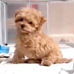 生まれつき『前足』がない保護犬→大切に育てた結果…勇気を貰える『ハンデを感じさせない現在』に反響「パワー貰った」「まるで天使みたい」(ブログ)