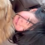 犬に甘噛みされてしまった女の子→びっくりして号泣していると、大型犬が…包容力がありすぎる光景が58万再生「優しい子」「最高の友達」と絶賛(ブログ)