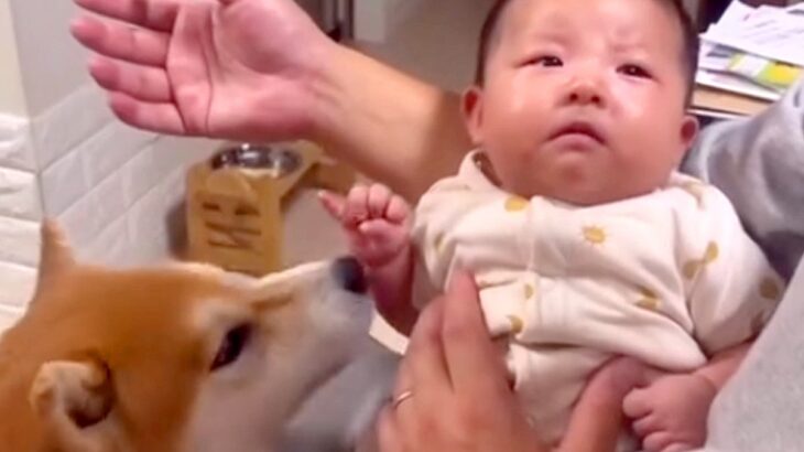 赤ちゃんが泣いてしまった結果→『どうしたの？』と犬が近づいて…まるで保護者のような『尊い行動』が53万再生「優しいわんこ」「幸せな空間」(ブログ)