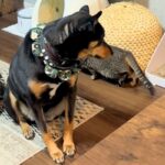 保護猫が『バレてない』と思いながら部屋を歩いたら、犬が気付いて…空気を読みすぎている『まさかの対応』に称賛「優しい世界」「気使ってるｗ」(ブログ)