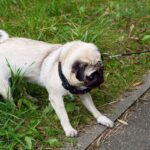 犬が『外出を嫌がる』理由5選　どうしても外に連れて行かなければならないときの対処法とは？(ブログ)