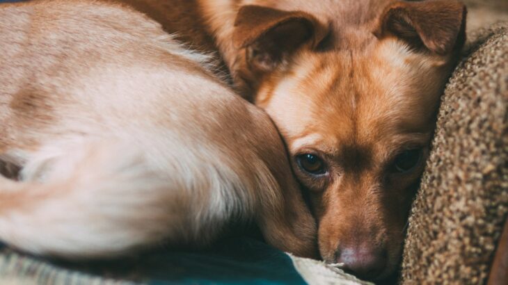 『怯えている犬』に飼い主ができること3つ　怖がっているサインや安心感を与える方法まで(ブログ)