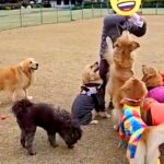 おやつをもらうのが下手くそな大型犬→『ようやく貰えた』と思ったら…まさかの『悲劇的な展開』が14万再生「守ってあげたい」「優しい…」(ブログ)