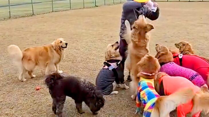おやつをもらうのが下手くそな大型犬→『ようやく貰えた』と思ったら…まさかの『悲劇的な展開』が14万再生「守ってあげたい」「優しい…」(ブログ)