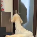 大好きなお姉ちゃんが1年ぶりに帰ってきたら、大型犬が…予想を超える『熱烈大歓迎』が19万再生「身長も変わらないｗｗ」「愛だね」と反響(ブログ)