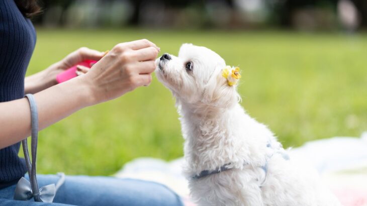 愛犬が『言うことを聞かない』のは信頼関係ができていないから？行動分析学的に見た信頼の築き方(ブログ)