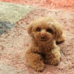 犬に『伏せ』を教える方法3つ　トレーニングの手順や覚える必要性まで解説(ブログ)