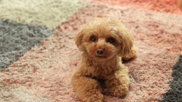 犬に『伏せ』を教える方法3つ　トレーニングの手順や覚える必要性まで解説(ブログ)